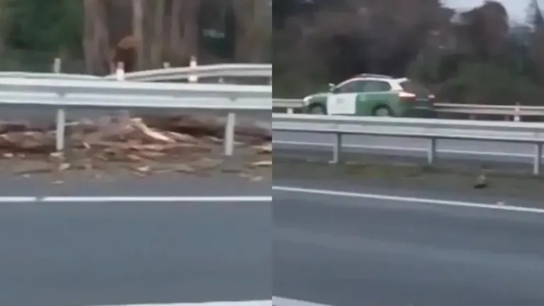 Sistema frontal ha dejado 3 FALLECIDOS hasta ahora, uno de ellos del BIOBÍO