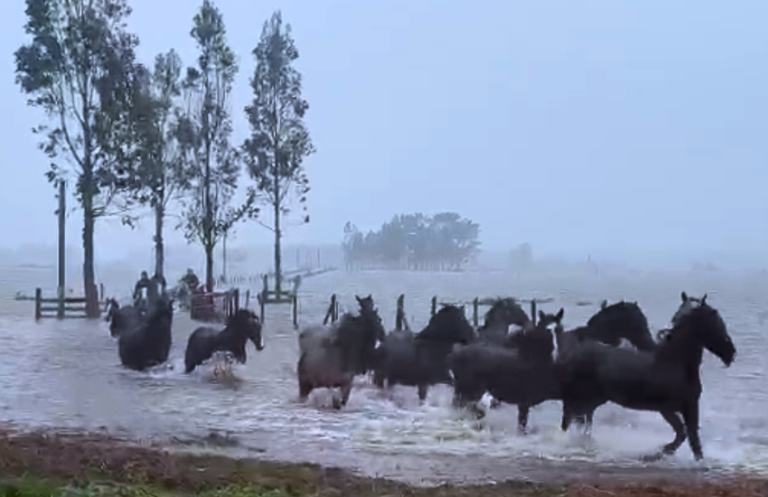 Cuatro jóvenes rescataron cerca de 30 caballos en medio de la crecida del río en Arauco