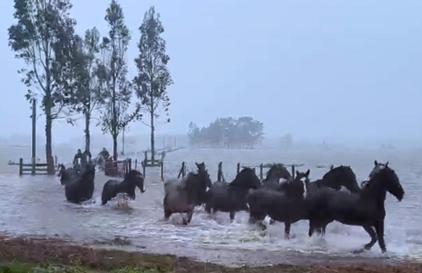Cuatro jóvenes rescataron cerca de 30 caballos en medio de la crecida del río en Arauco
