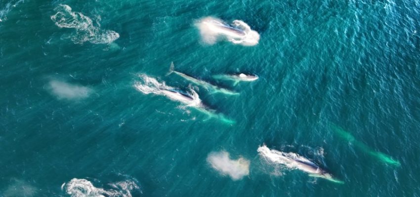Día Mundial de las Ballenas y los Delfines: Chile alberga a casi la mitad de los cetáceos del mundo