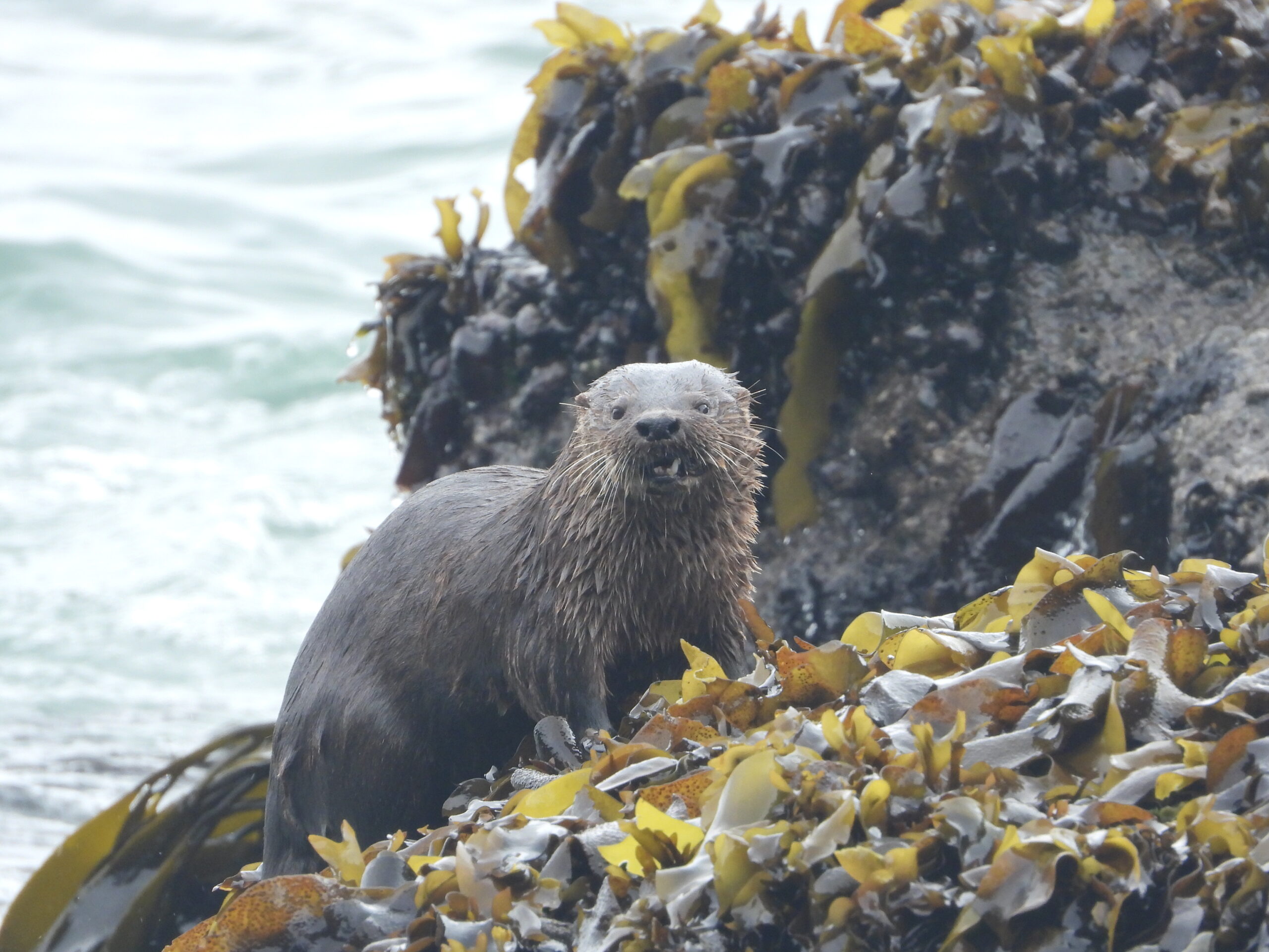 Saber y acción local para conservar: recolectoras de Lota se unen para proteger la fauna marina