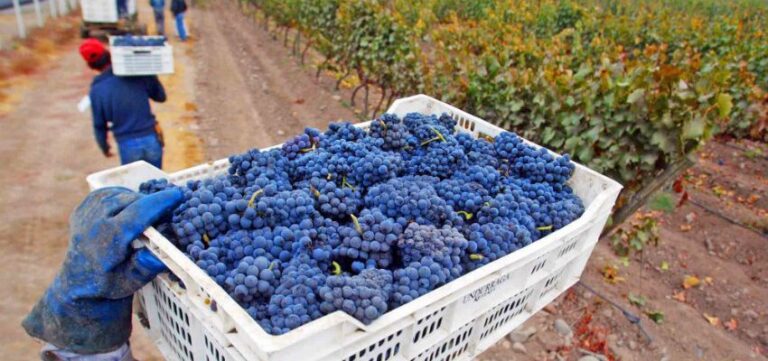 Buscan resguardar sello de origen de uva Corinto del Itata