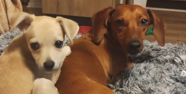 Tras polémico video con wasabi: advierten sobre alimentos comunes que arriesgan vida de mascotas