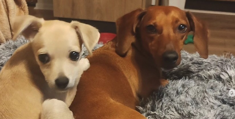 Tras polémico video con wasabi: advierten sobre alimentos comunes que arriesgan vida de mascotas