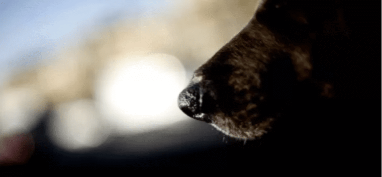 Detienen a mujer por presunto maltrato animal en Chiguayante perro tenía problemas de salud e higiene