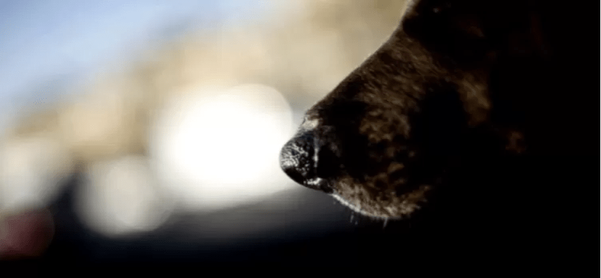 Detienen a mujer por presunto maltrato animal en Chiguayante perro tenía problemas de salud e higiene