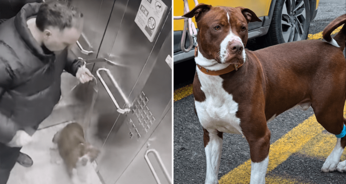 Hombre es DETENIDO por BRUTAL AGRESIÓN A SU PERRO: MASCOTA fue RESCATADA y quedó BAJO RESGUARDO municipal