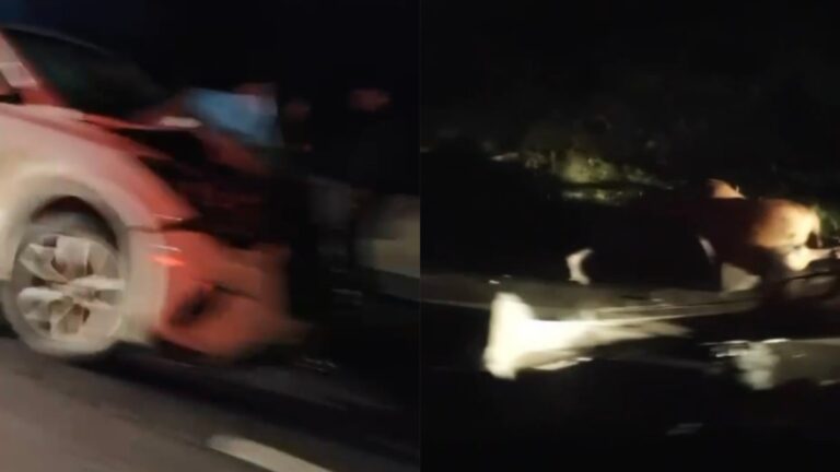 Colisión de vehículo con CARRETA en la RUTA 160 deja caballos MUERTOS y CORTE de tránsito