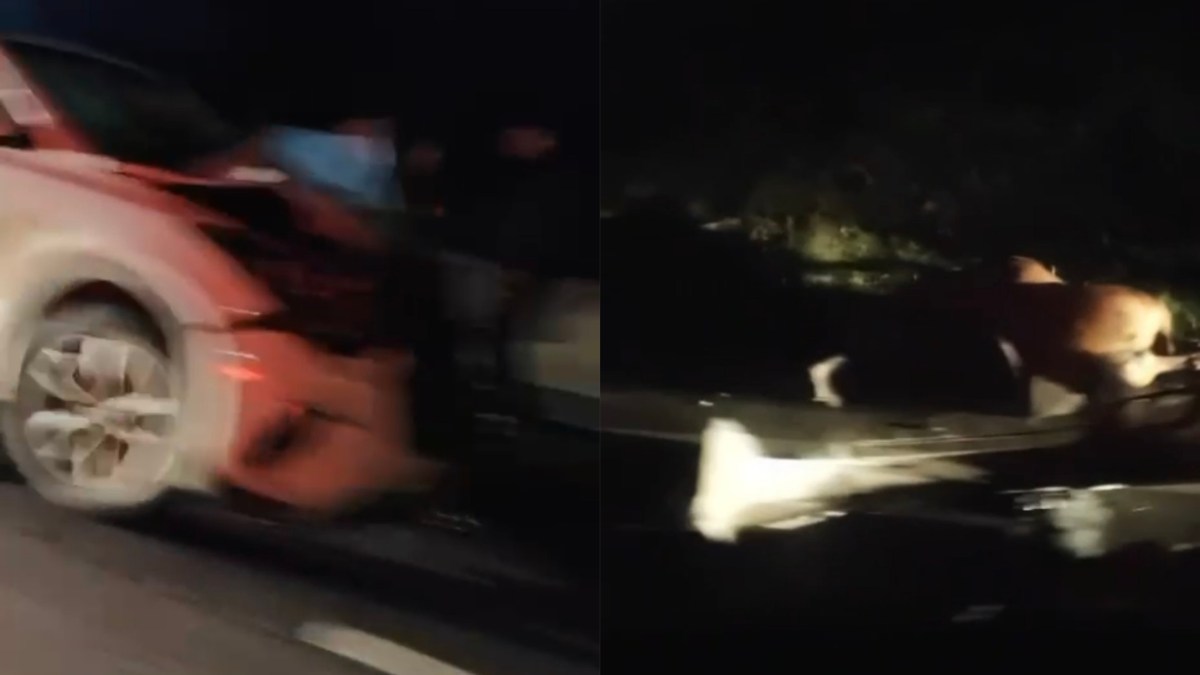 Colisión de vehículo con CARRETA en la RUTA 160 deja caballos MUERTOS y CORTE de tránsito