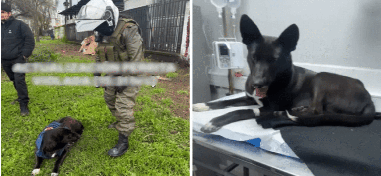 Detienen a sujeto por presunta zoofilia en cercanías del Hospital de Concepción animal estaría grave