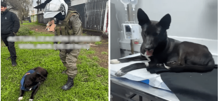 Detienen a sujeto por presunta zoofilia en cercanías del Hospital de Concepción animal estaría grave
