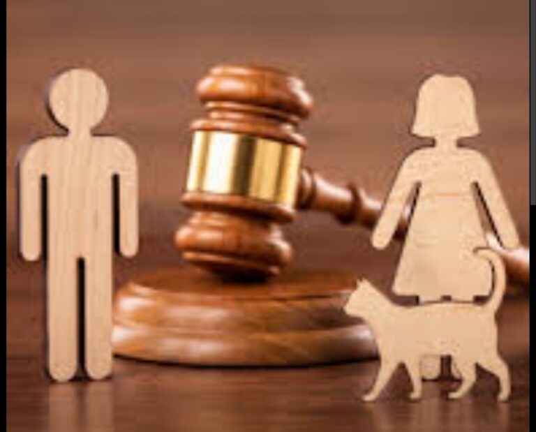 Corte de Apelaciones define TENENCIA de GATO tras SEPARACIÓN de PAREJA y revoca CUIDADO COMPARTIDO
