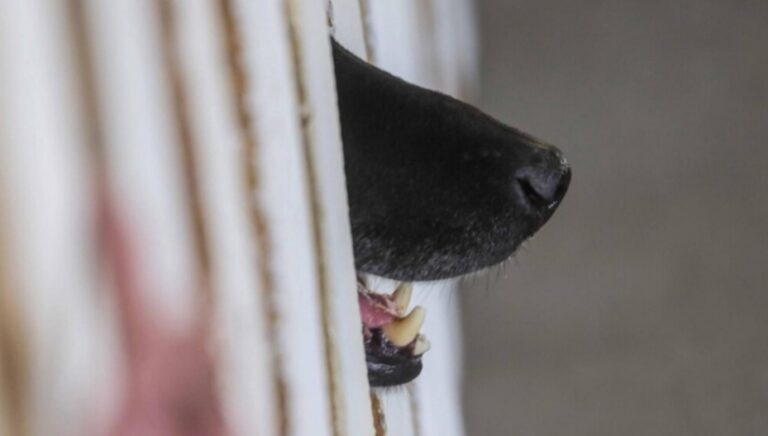 Adulta mayor MUERE tras ser ATACADA por PERROS al INTERIOR de una VIVIENDA