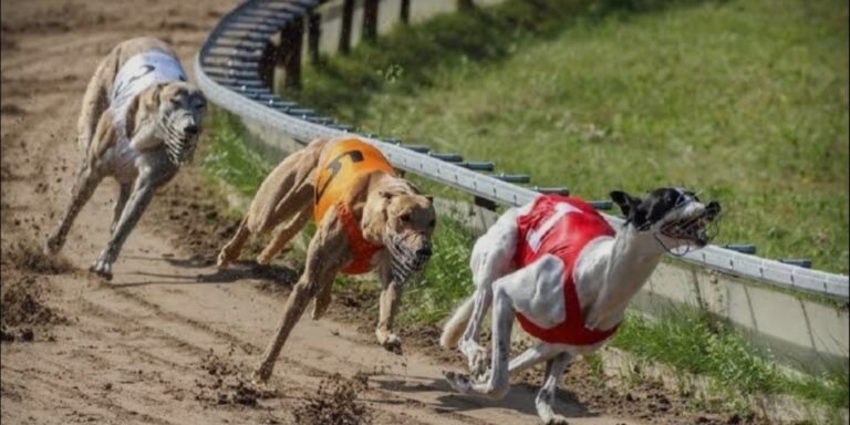 Cámara de Diputados APRUEBA proyecto que PROHÍBE y SANCIONA las CARRERAS de PERROS en Chile