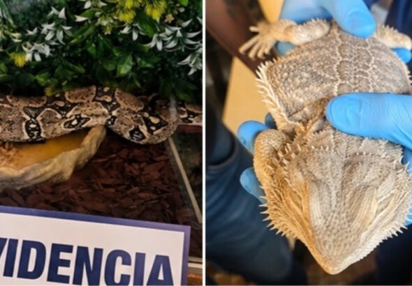RESCATAN 25 ANIMALES EXÓTICOS desde una VIVIENDA: estaban HACINADOS y con ESCASA ALIMENTACIÓN
