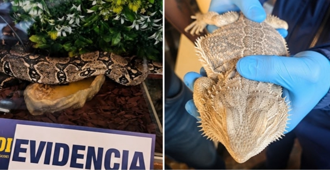 RESCATAN 25 ANIMALES EXÓTICOS desde una VIVIENDA: estaban HACINADOS y con ESCASA ALIMENTACIÓN