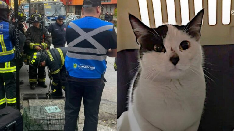 Muni de Conce y Bomberos RESCATAN a GATITO qué estuvo 4 DÍAS atrapado en ALCANTARILLA