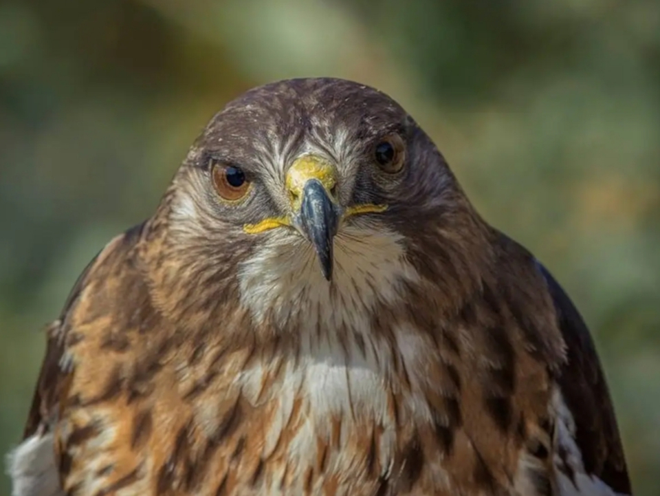 HOMBRE será FORMALIZADO por MATAR a un AGUILUCHO de COLA ROJIZA, ESPECIE PROTEGIDA, en Chiloé