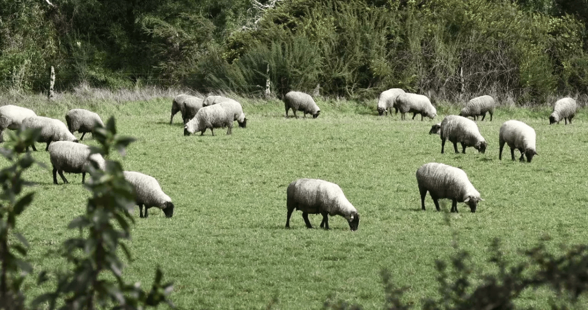 Pequeños agricultores denuncian mortal ataque de puma que dejó 21 ovejas muertas