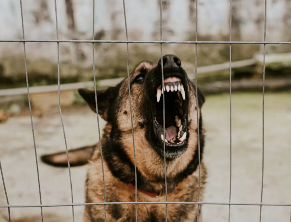 Adulto mayor MURIÓ por un PARO CARDÍACO y su cuerpo fue ATACADO por PERROS