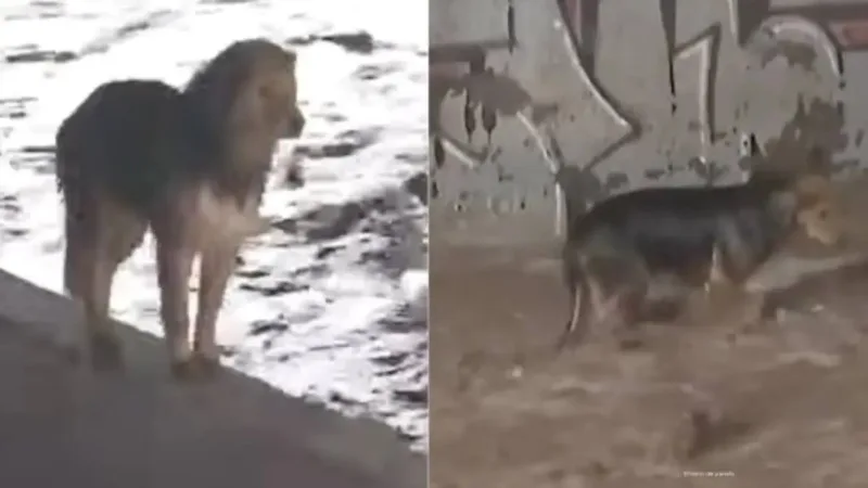 SE LO LLEVÓ LA CORRIENTE: Perro MOROCHO no pudo ser RESCATADO del río MAPOCHO