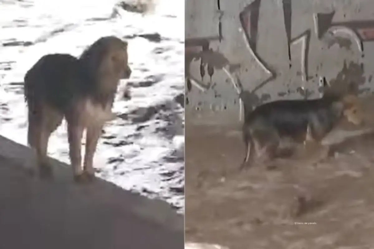 SE LO LLEVÓ LA CORRIENTE: Perro MOROCHO no pudo ser RESCATADO del río MAPOCHO