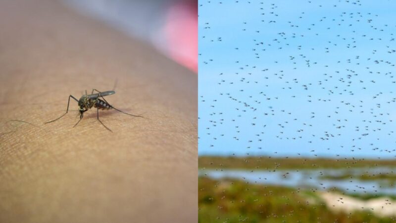 Ante PLAGA de ZANCUDOS: Revisa las 5 formas de EVITAR que ingresen a tu CASA