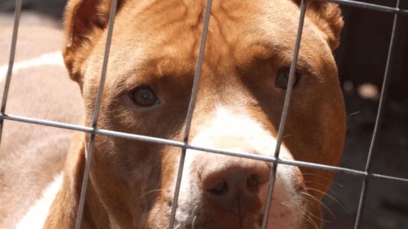 Tercer ataque de los mismos canes perros pitbull muerden y hieren a mujer afuera de su casa en Tomé