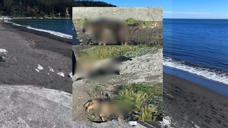 HORROR en Lenga: Perritos MUEREN tras ser ENVENENADOS, alcalde promete llegar hasta las ÚLTIMAS CONSECUENCIAS!!