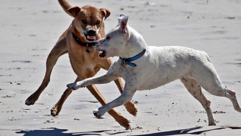 Niños de 9 y 10 años fueron ATACADOS por JAURÍA de perros en el BIOBÍO