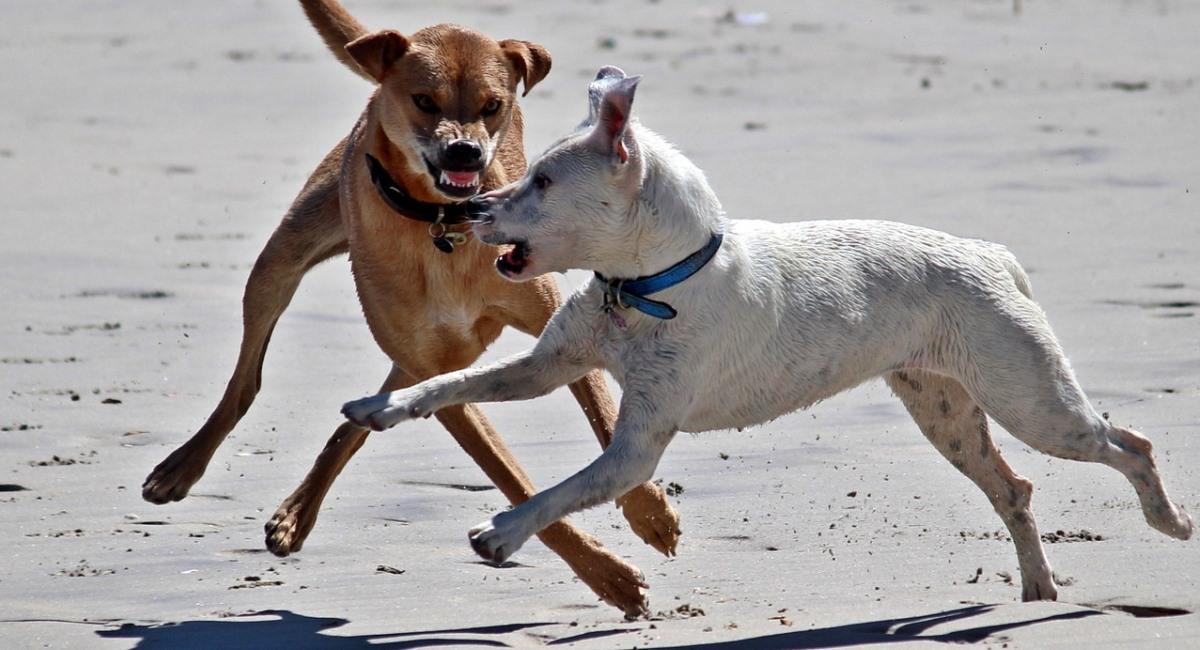 Niños de 9 y 10 años fueron ATACADOS por JAURÍA de perros en el BIOBÍO Niños de 9 y 10 años fueron ATACADOS por JAURÍA de perros en el BIOBÍO
